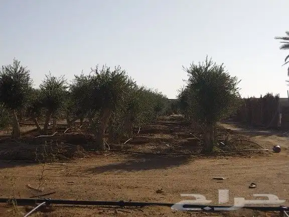 توريداشجار زيتون 47