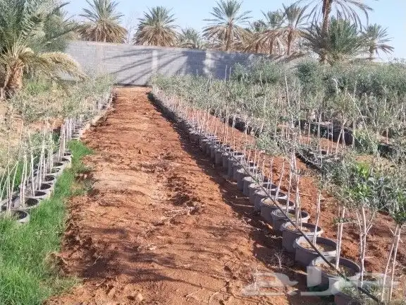 توريداشجار زيتون 26