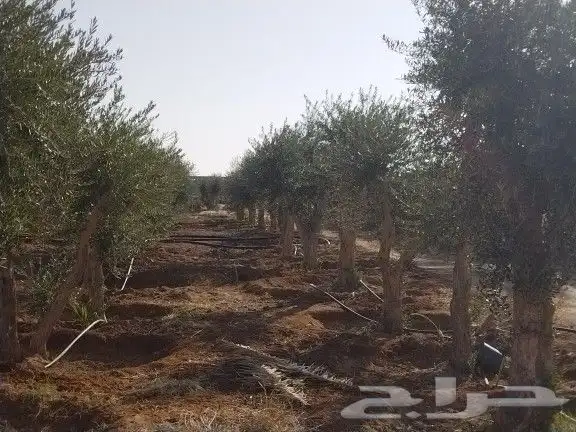 توريداشجار زيتون 48