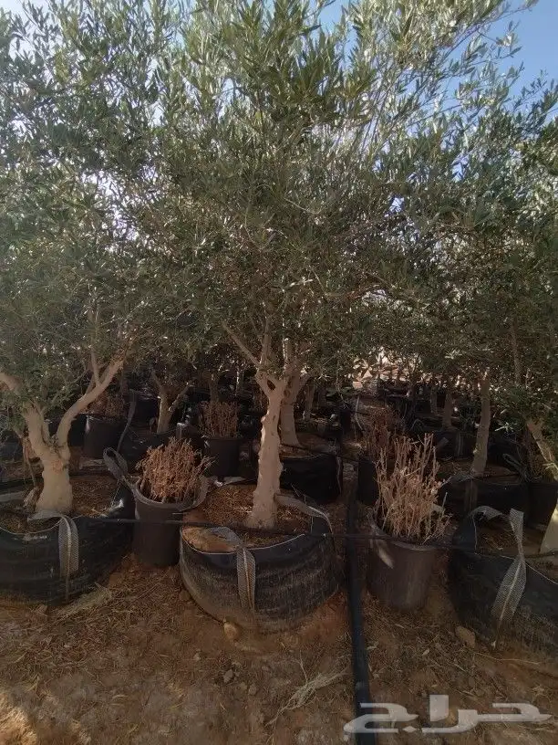 توريداشجار زيتون 14