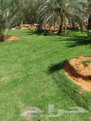 ثيل طبيعي سي 2000 5