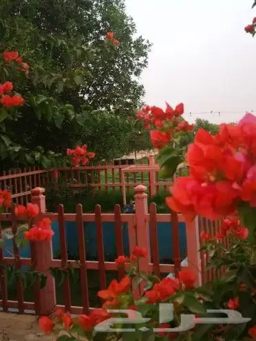 استراحه الرحمانيه العفجه الخرج الرياض الهياثم 0