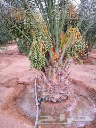 استراحه الرحمانيه العفجه الخرج الرياض الهياثم 5