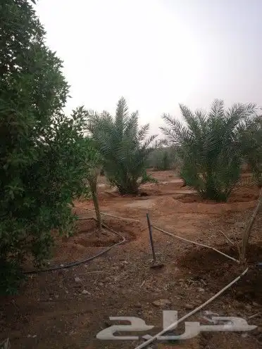 استراحه الرحمانيه العفجه الخرج الرياض الهياثم 8