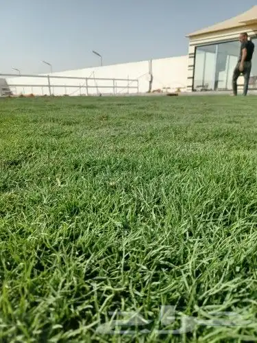 ثيل طبيعي سي 2000 0