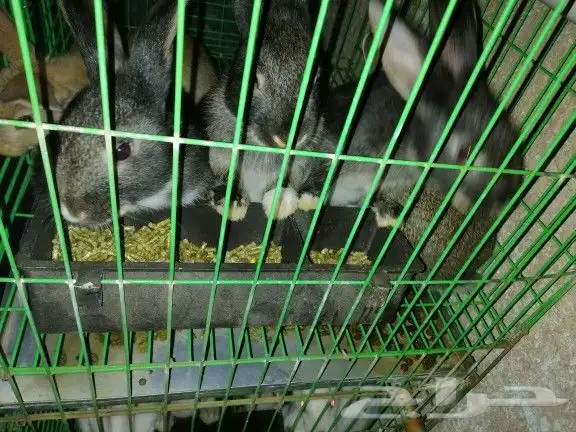 بطاريه دجاج بياض سعه 150 4