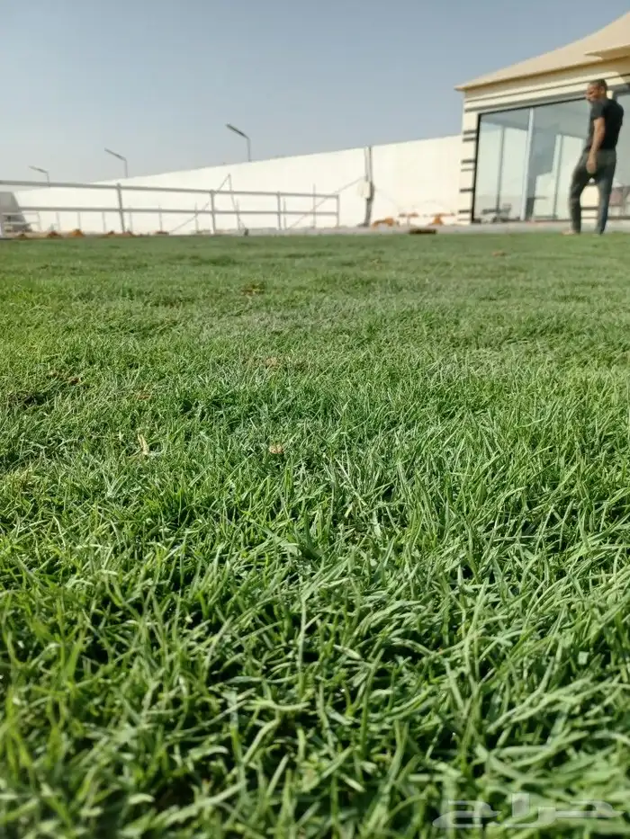 ثيل طبيعي سي 2000 12