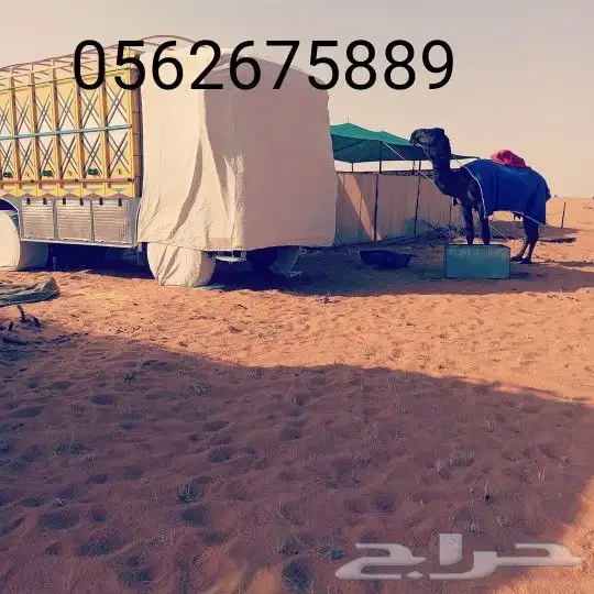 شراع غمارة البي شراع غمارة بوز شراع كفرات 14