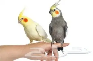 توصيل الحيوانات قطط عصافير كلاب 7