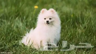 توصيل الحيوانات قطط عصافير كلاب 5