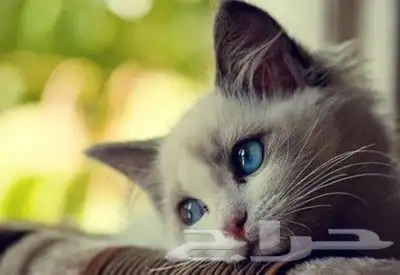 توصيل الحيوانات قطط عصافير كلاب 1