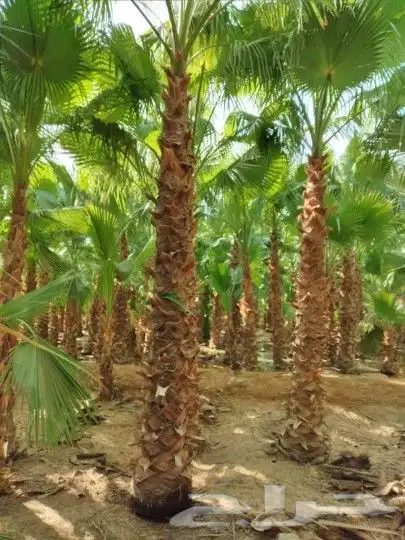 نخيل واشنطونيا ونخيل عربي مثمر 2