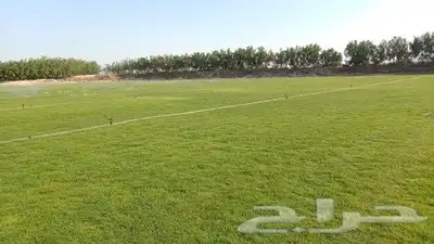 ثيل طبيعي نجيله طبيعي 1