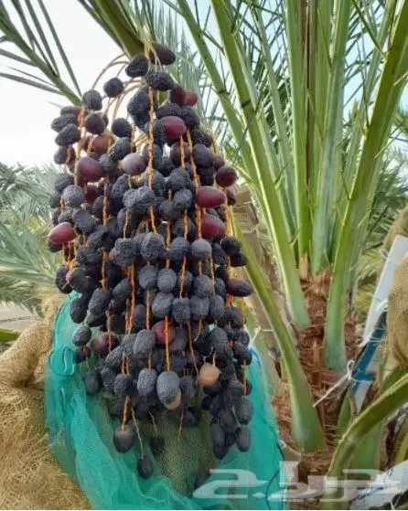 عرض على الشرط من طرواه وجودة جديد 6