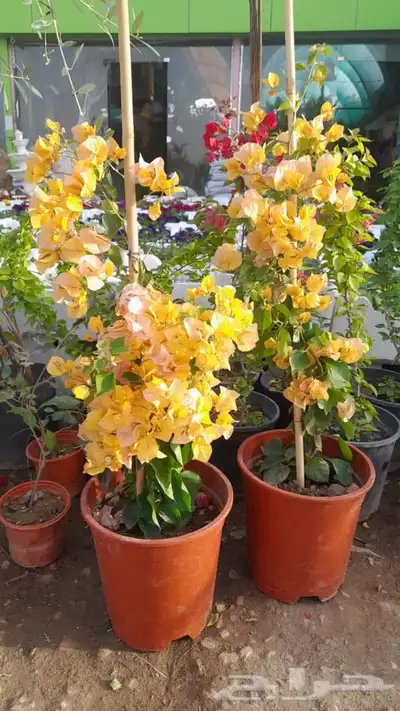 تنسيق حدائق بالرياض 26