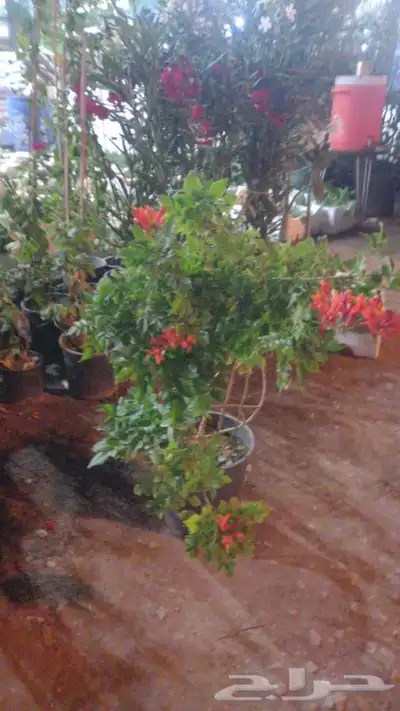 تنسيق حدائق بالرياض 16