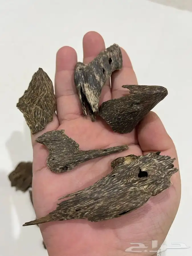 عود اندرووتر ( غطاس ) 2