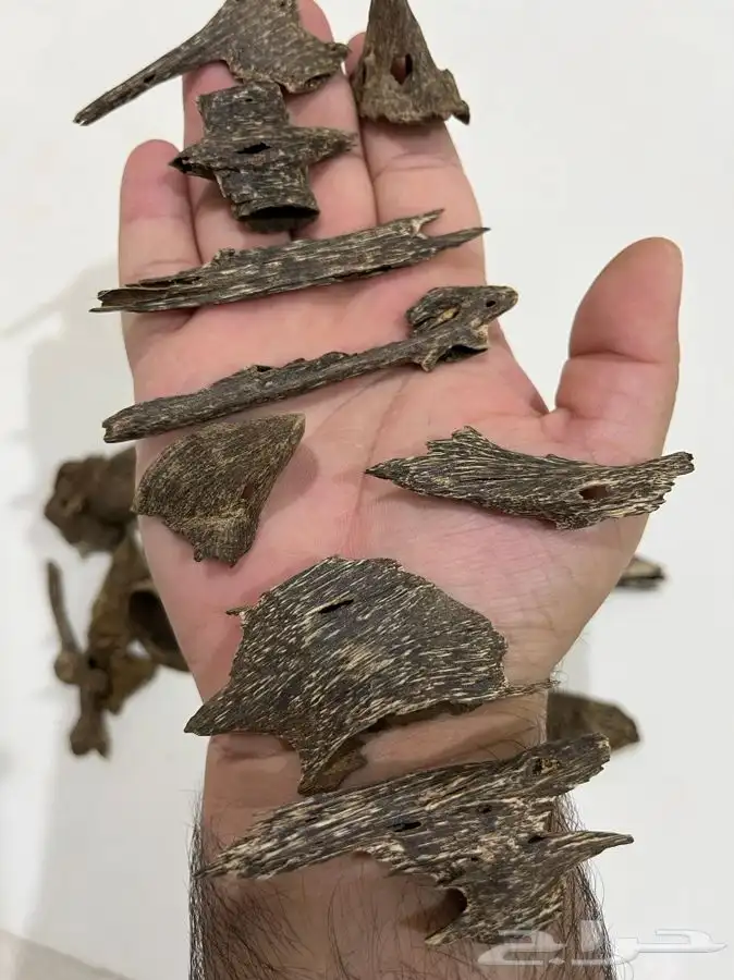 عود اندرووتر ( غطاس ) 1