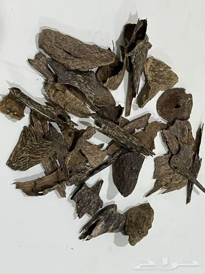 عود اندرووتر ( غطاس ) 0