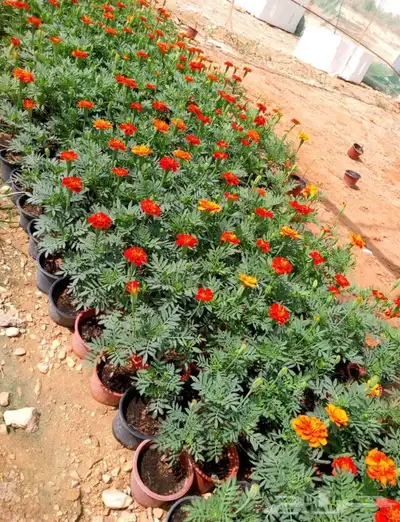 تنسيق حدائق بالرياض 5