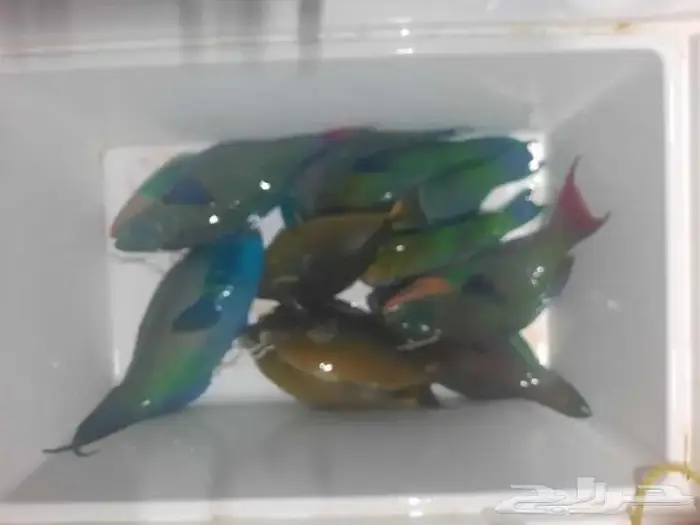 قارب إيجار رحلات بحريه رابغ مركز السرج 9 متر 2