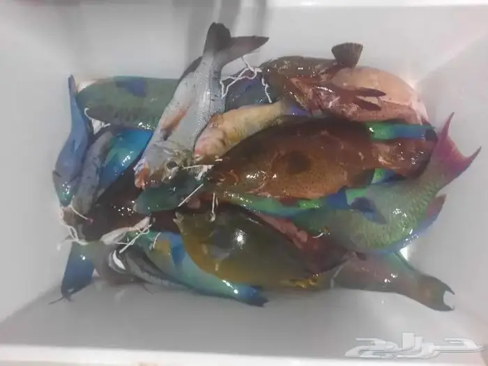 قارب إيجار رحلات بحريه رابغ مركز السرج 9 متر 8
