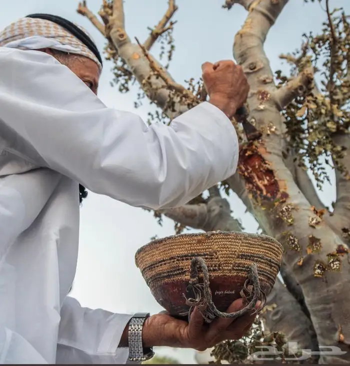 شتلات اللبان العماني 0