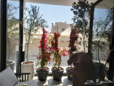 تنسيق حدائق بالرياض 14