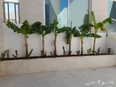 تنسيق حدائق بالرياض 34