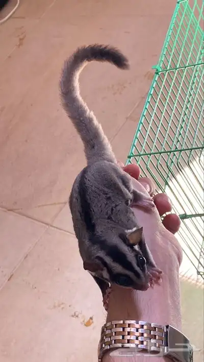 سنجاب شوقر قلايدر اليف 10