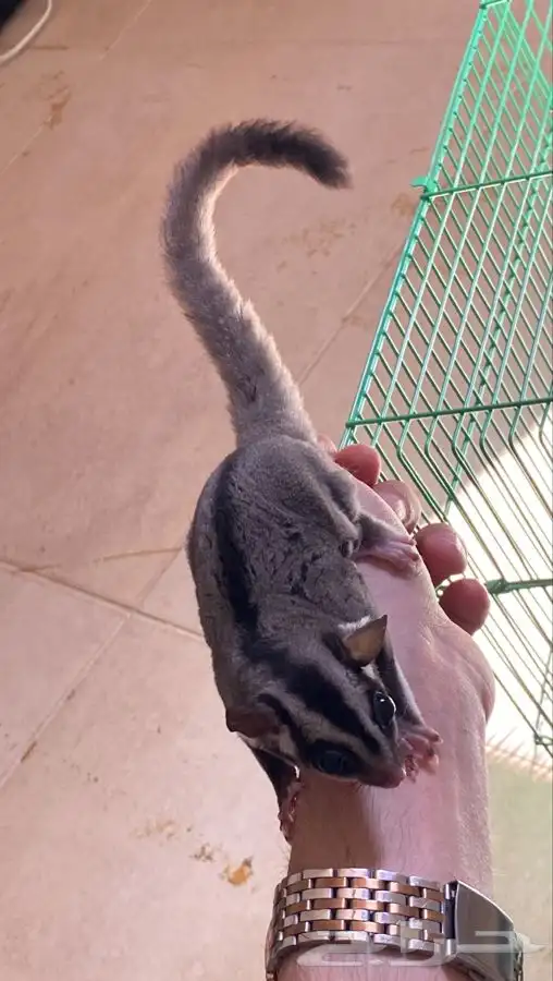 سنجاب شوقر قلايدر اليف 10