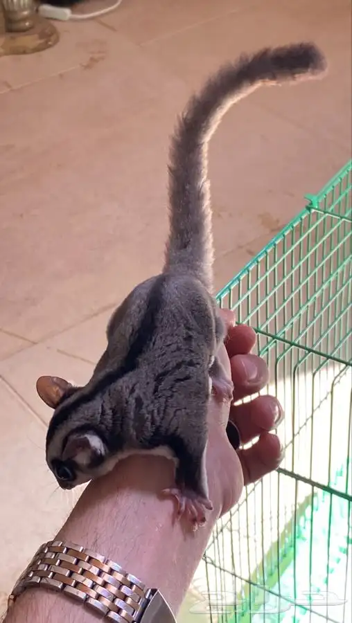 سنجاب شوقر قلايدر اليف 9
