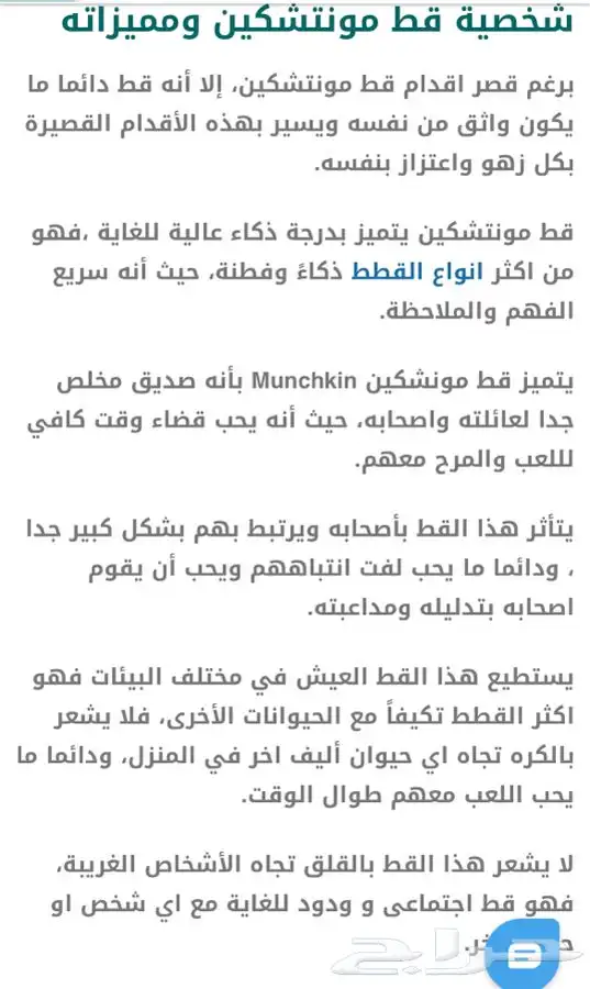 منشكن قط القزم من النوادر الوان جميله vip 4