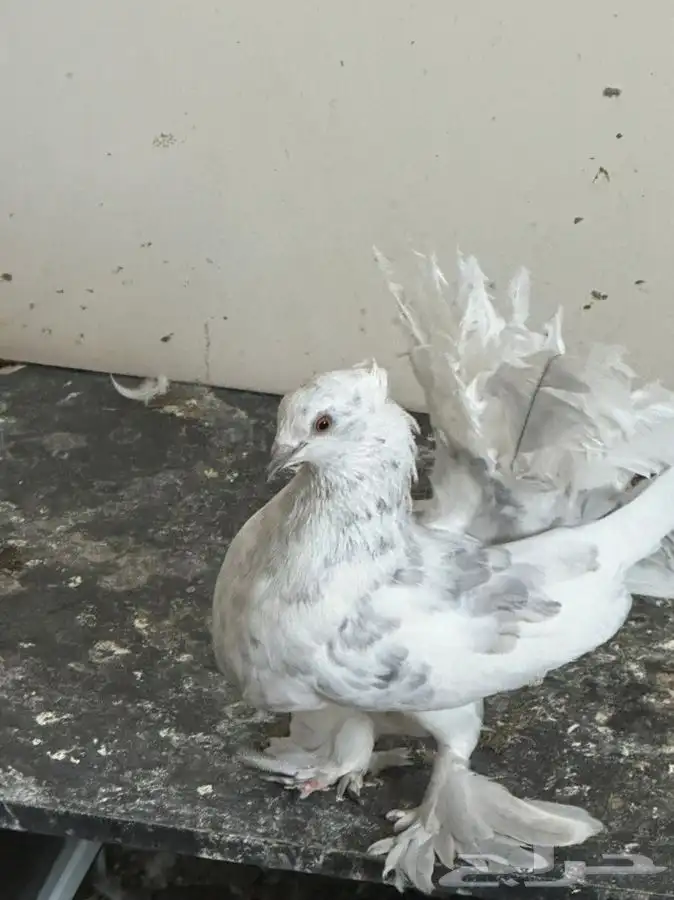 حمام رقاصي هندي 1