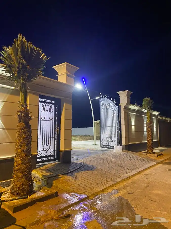 نخل واشنطني زينه 0