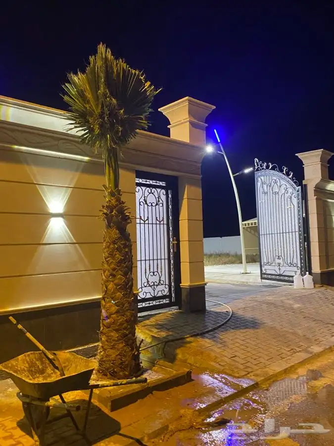 نخل واشنطني زينه 1