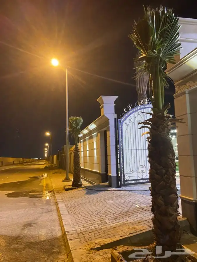 نخل واشنطني زينه 3