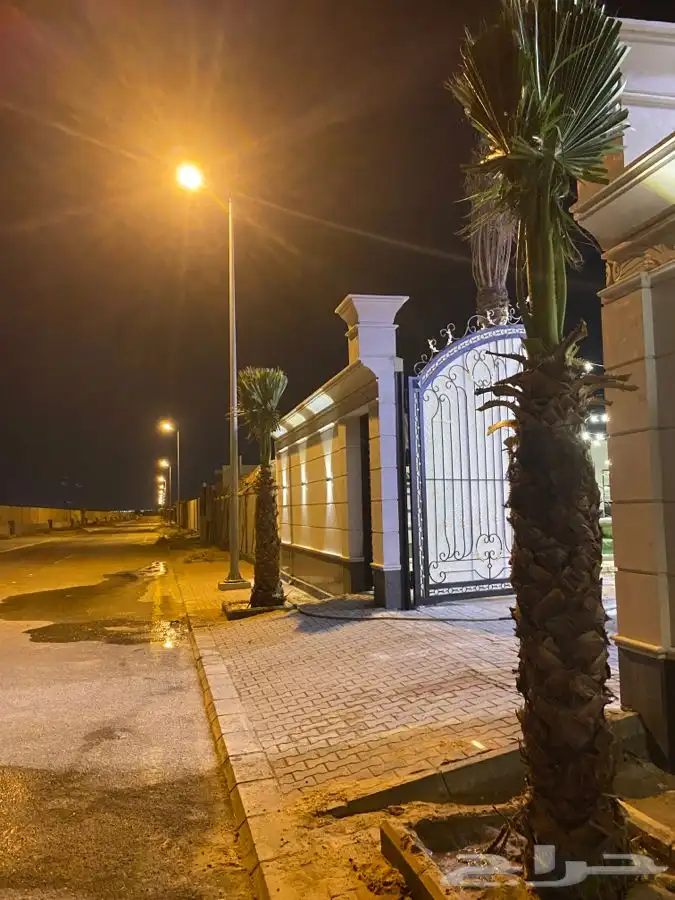 نخل واشنطني زينه 2