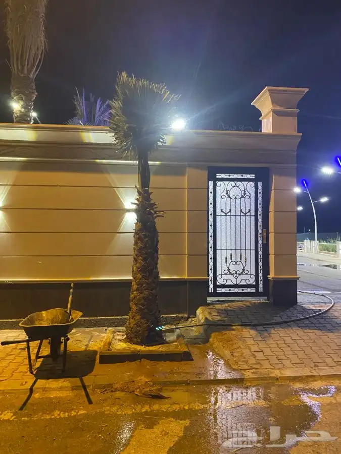 نخل واشنطني زينه 5