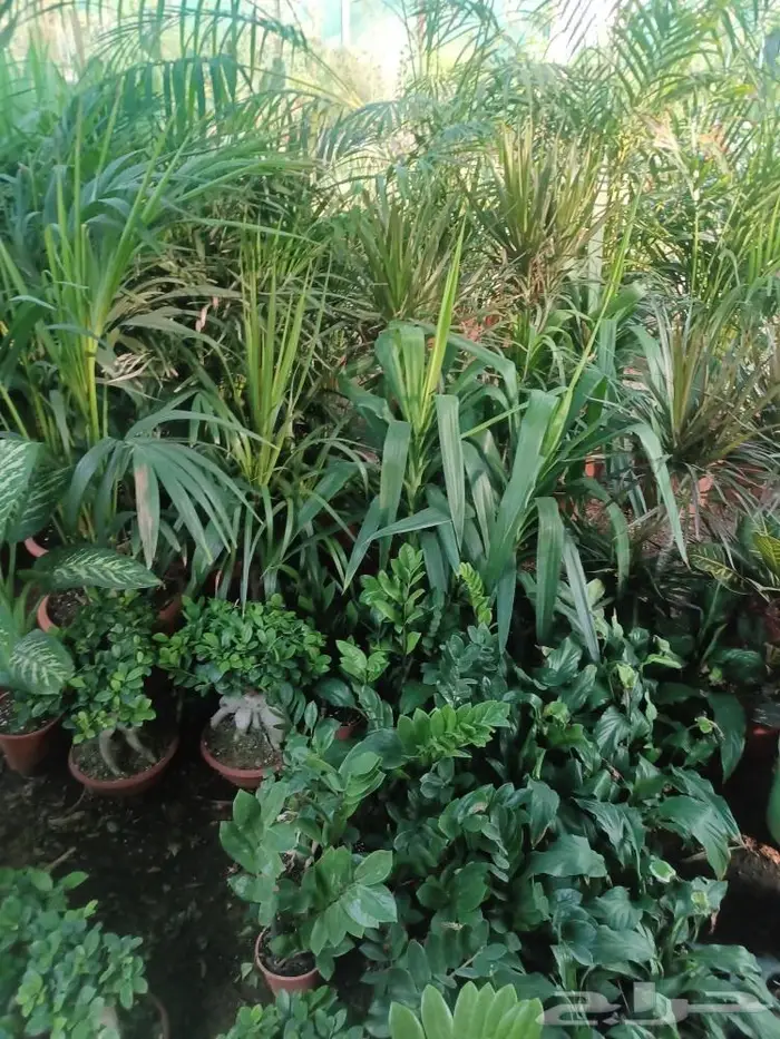 سباك زراعة ثيل طبيعي 16