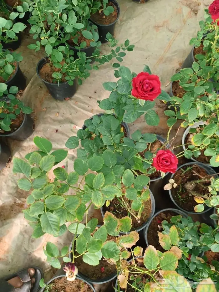 سباك زراعة ثيل طبيعي 17