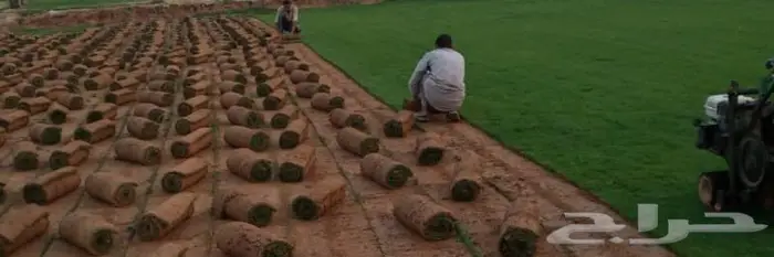 سباك زراعة ثيل طبيعي 6