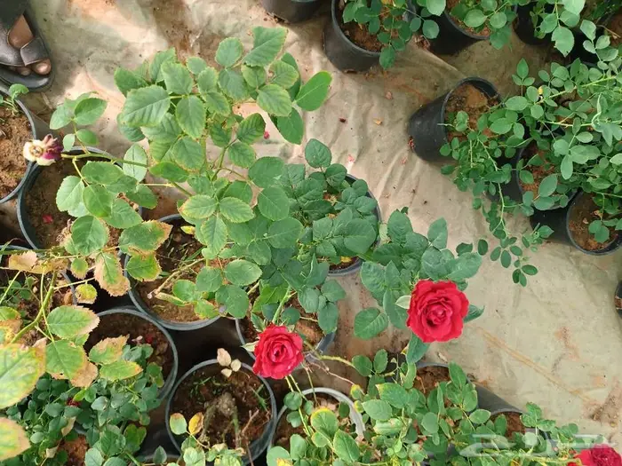 سباك زراعة ثيل طبيعي 23