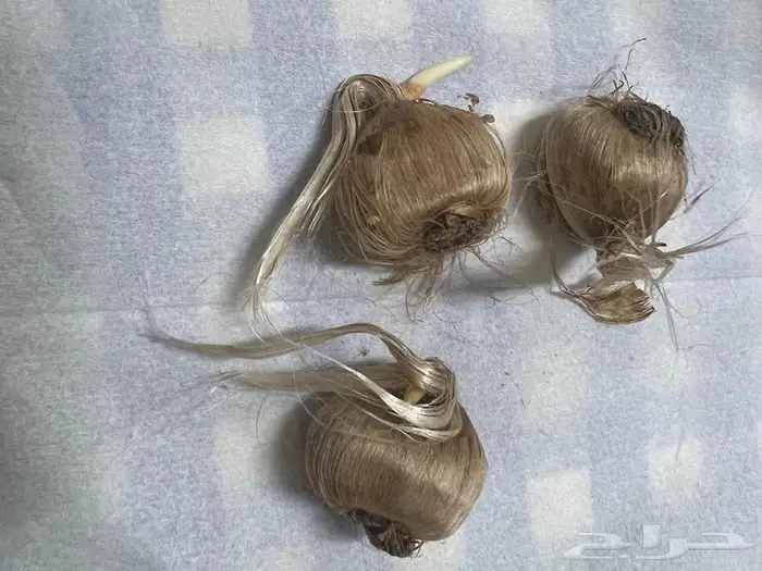 زعفران بذوراوبصيلات 0