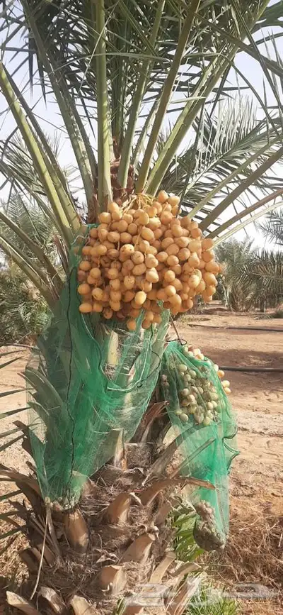 يوجد لدينا جميع انواع النخيل 4