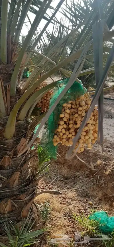 يوجد لدينا جميع انواع النخيل 3
