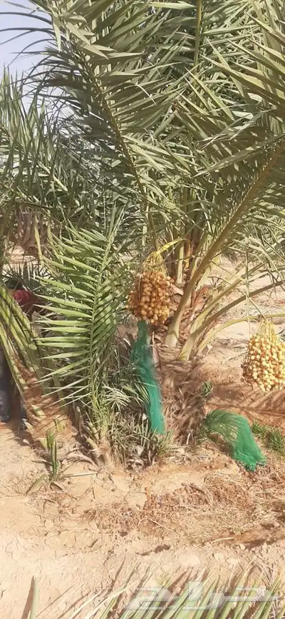 يوجد لدينا جميع انواع النخيل 2