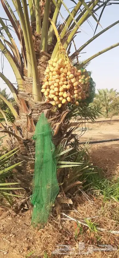 يوجد لدينا جميع انواع النخيل 0