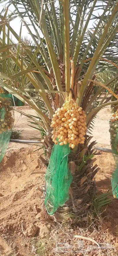 يوجد لدينا جميع انواع النخيل 1