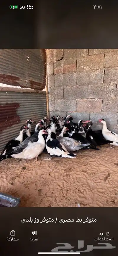 ديك بلدي ذبح بط زغاليل 1